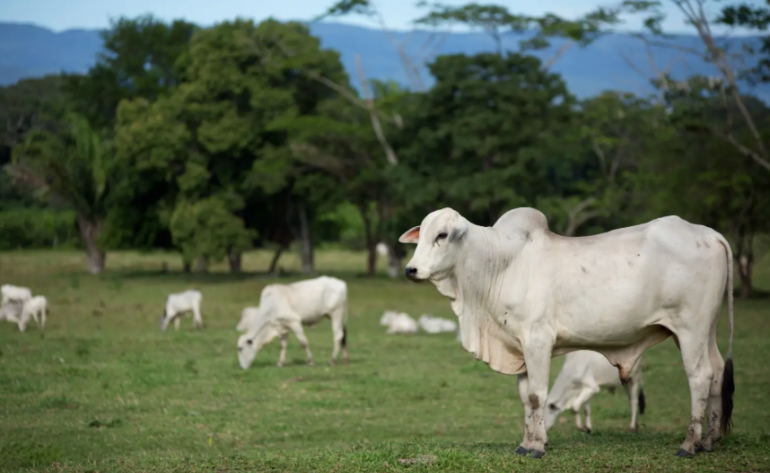 Brasil obtém promessa de missão japonesa visando exportação de carne bovina