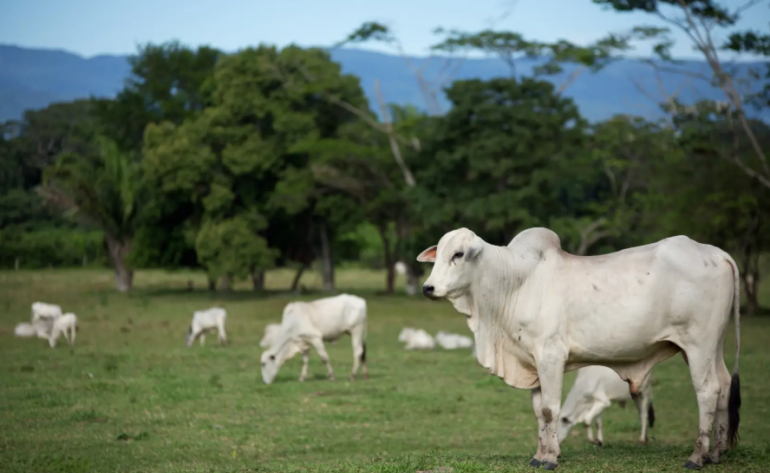 Exportadores de carne do Brasil não se intimidam com tarifas e vendas devem crescer