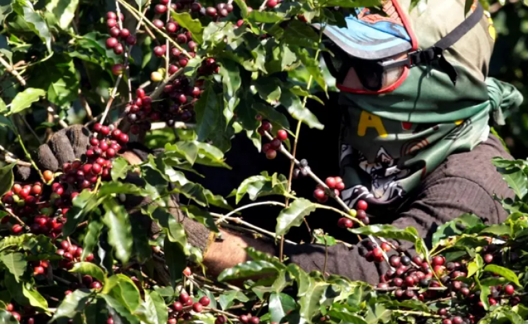 Tarifas dos EUA colocam café em “flagrante desvantagem competitiva”, diz Abics