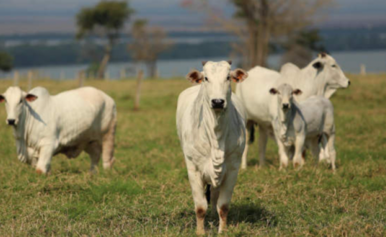 Tarifaço: México supera EUA em ranking de compradores da carne brasileira