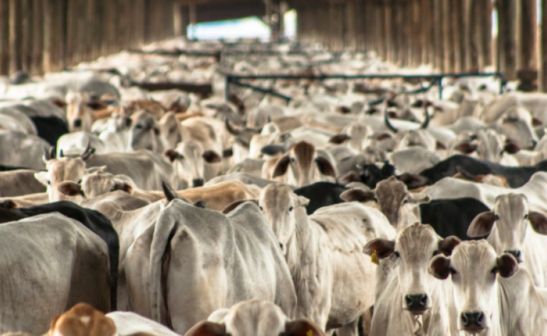 Brasil ultrapassa EUA como maior produtor de carne bovina