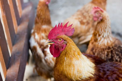 Rússia flexibiliza restrição a embarques de frango do Brasil e proíbe apenas do RS