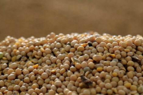 Mudança em impostos na Argentina pode beneficiar farelo e óleo de soja do Brasil