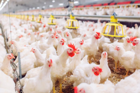 Arábia Saudita e Chile retomarão importações de aves do Brasil, segundo memorandos