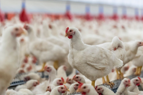 China suspende proibição de importação de carne de frango do Brasil