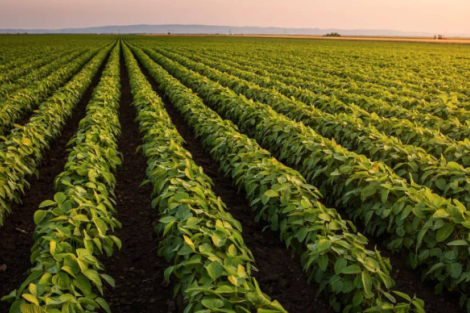 Pedidos de recuperação judicial no agronegócio mais que dobram no 3T25, diz Serasa