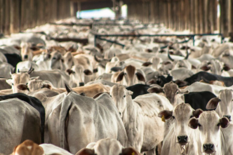 Brasil ultrapassa EUA como maior produtor de carne bovina