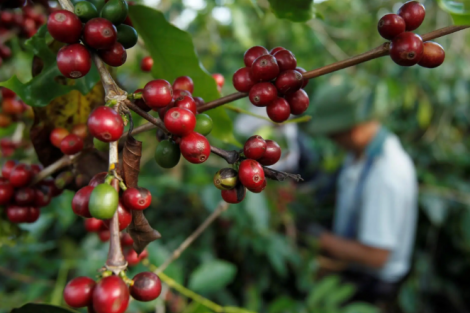 Exportação de café pelo Brasil atinge recorde de US$15,6 bi em 2025