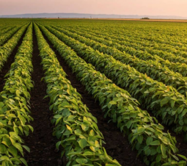 Pedidos de recuperação judicial no agronegócio mais que dobram no 3T25, diz Serasa