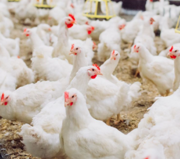 China encerra embargo e libera frango do RS após surto sanitário